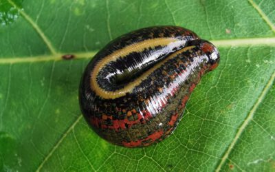 Pijawki – małe zwierzątka o wielkich możliwościach terapeutycznych :)